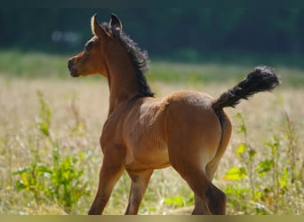 Arabian horses, Stallion, Foal (05/2024), Gray-Dapple