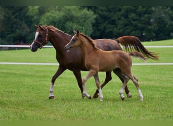 Arabian horses, Stallion, Foal (04/2024), Gray