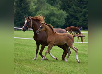 Arabian horses, Stallion, Foal (04/2024), Gray