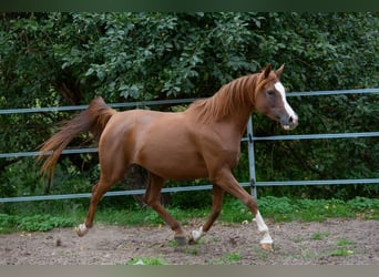 Arabian horses, Stallion, Foal (04/2024), Gray