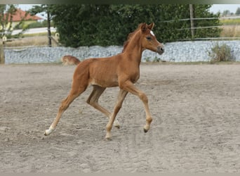 Arabian horses, Stallion, Foal (07/2026), Grey