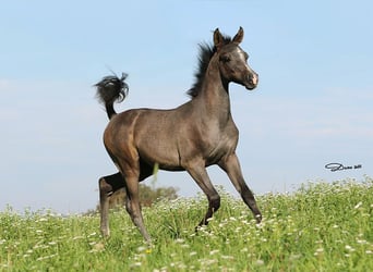 Arabian horses, Stallion, Foal (05/2025), Grey