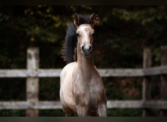 Arabian horses, Stallion, Foal (01/2026), Grey