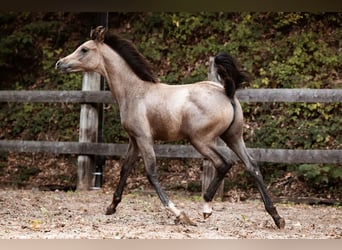 Arabian horses, Stallion, Foal (01/2026), Grey