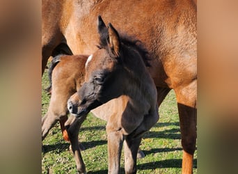 Arabian horses, Stallion, Foal (01/2026), Grey