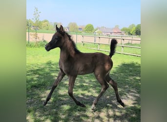 Arabian horses, Stallion, Foal (01/2026), Grey