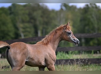 Arabian horses, Stallion, Foal (04/2026), Grey