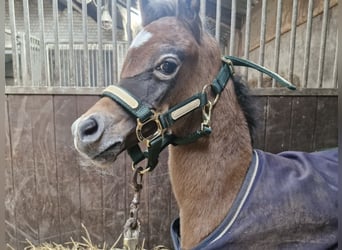 Arabian horses, Stallion, Foal (03/2026), Grey