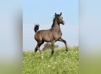 Arabian horses, Stallion, Foal (05/2025), Grey