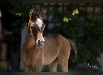 Arabian horses, Stallion, 13 years, 14.2 hh, Gray