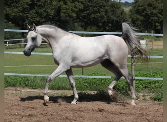 Arabian horses, Stallion, 7 years, 15.1 hh, Gray