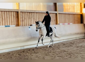 Arabian horses, Stallion, 7 years, 15.1 hh, Gray