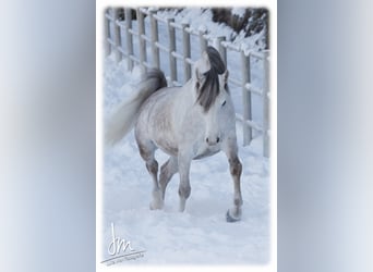 Arabian horses, Stallion, 19 years, 15 hh, Gray