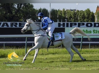 Arabian horses, Stallion, 11 years, 15.2 hh, Gray-Fleabitten