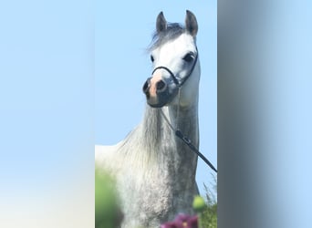 Arabian horses, Stallion, 8 years, 15.2 hh, Gray