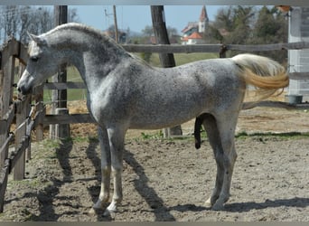 Arabian horses, Stallion, 23 years, 14.2 hh, Gray