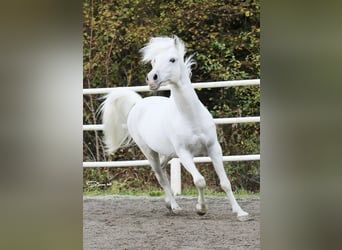 Arabian horses, Stallion, 14 years, 14,2 hh, Grey