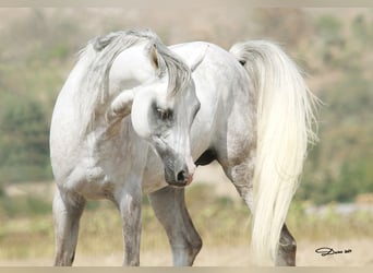 Arabian horses, Stallion, 9 years, 15,2 hh, Grey