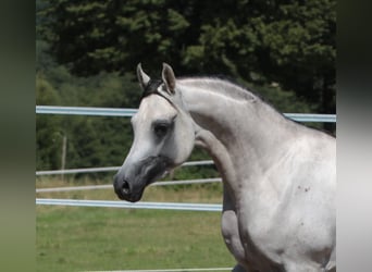 Arabian horses, Stallion, 8 years, 15,1 hh, Grey