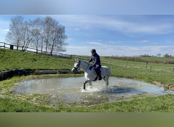 Arabian horses, Stallion, 8 years, 15,1 hh, Grey