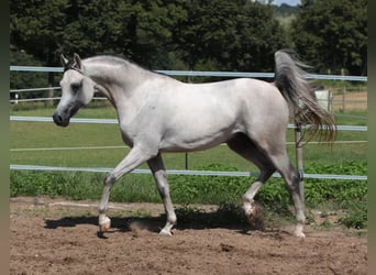 Arabian horses, Stallion, 8 years, 15,1 hh, Grey