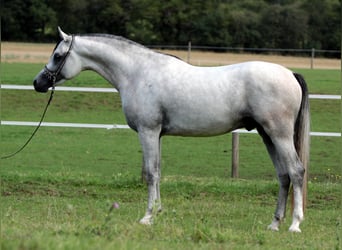 Arabian horses, Stallion, 8 years, 15,1 hh, Grey