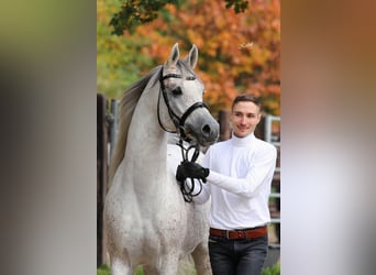 Arabian horses, Stallion, 8 years, 15,1 hh, Grey