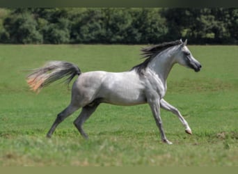 Arabian horses, Stallion, 8 years, 15,1 hh, Grey