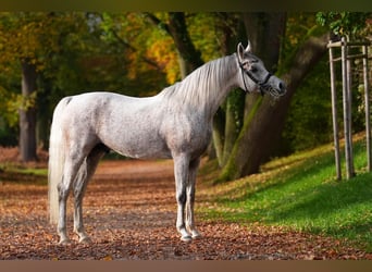 Arabian horses, Stallion, 8 years, 15,1 hh, Grey