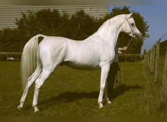 Arabian horses, Stallion, 28 years, 15 hh, Grey
