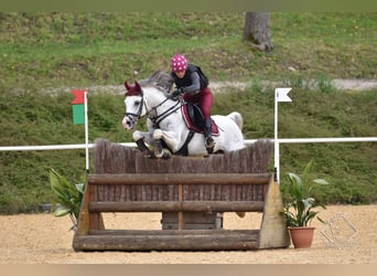 Arabian horses, Stallion, 20 years, 15 hh, Grey