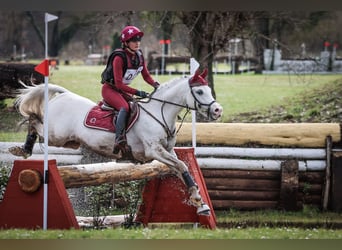 Arabian horses, Stallion, 20 years, 15 hh, Grey