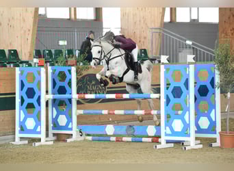 Arabian horses, Stallion, 20 years, 15 hh, Grey