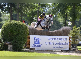 Arabian horses, Stallion, 20 years, 15 hh, Grey