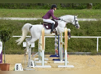 Arabian horses, Stallion, 20 years, 15 hh, Grey