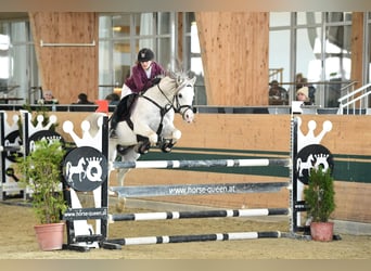 Arabian horses, Stallion, 20 years, 15 hh, Grey