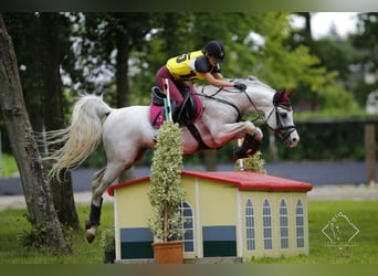 Arabian horses, Stallion, 20 years, 15 hh, Grey