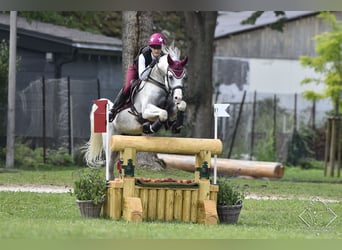 Arabian horses, Stallion, 20 years, 15 hh, Grey