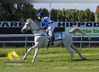 Arabian horses, Stallion, 12 years, 15,2 hh, Grey-Fleabitten