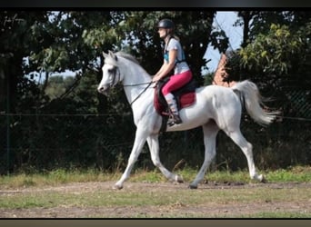 Arabian horses, Stallion, 12 years, 15,2 hh, Grey-Fleabitten