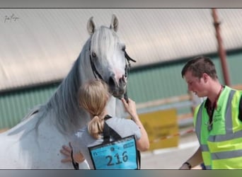Arabian horses, Stallion, 12 years, 15,2 hh, Grey-Fleabitten