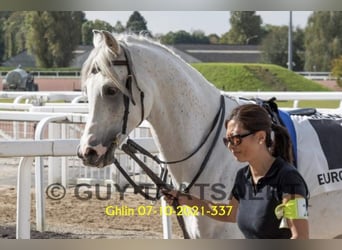 Arabian horses, Stallion, 12 years, 15,2 hh, Grey-Fleabitten
