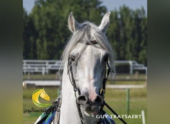 Arabian horses, Stallion, 12 years, 15,2 hh, Grey-Fleabitten