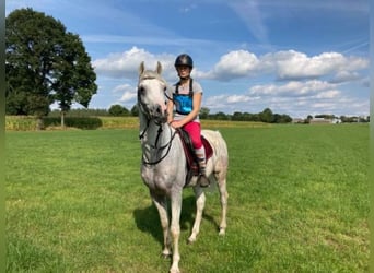Arabian horses, Stallion, 12 years, 15,2 hh, Grey-Fleabitten