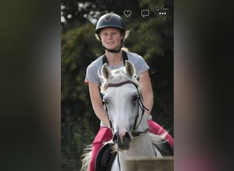 Arabian horses, Stallion, 12 years, 15,2 hh, Grey-Fleabitten