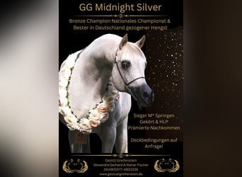 Arabian horses, Stallion, 18 years, 15,1 hh, Grey