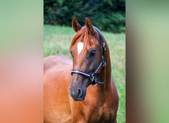 Arabian Partbred, Gelding, 10 years, 15,1 hh, Chestnut-Red