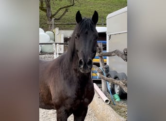 Arabian Partbred, Gelding, 11 years, 14.2 hh, Black