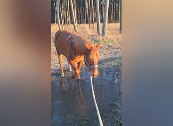 Arabian Partbred, Gelding, 12 years, 14,1 hh, Chestnut-Red