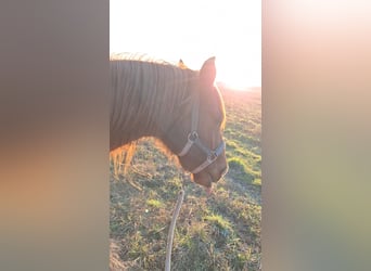 Arabian Partbred, Gelding, 12 years, 14,1 hh, Chestnut-Red